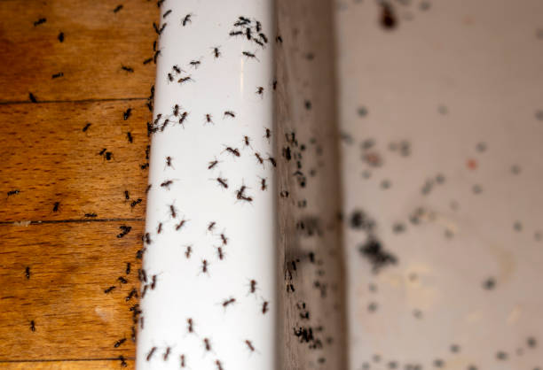 Best Bed Bug Extermination  in Seven Points, TX